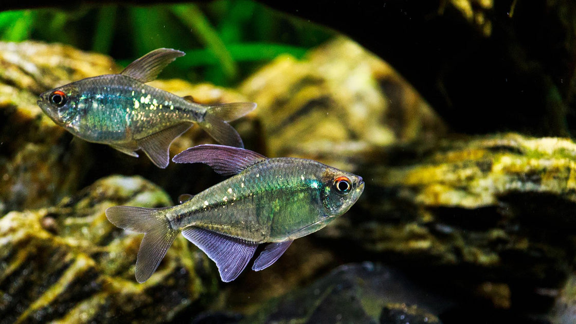 Glofish Tetra – ageofaquariums