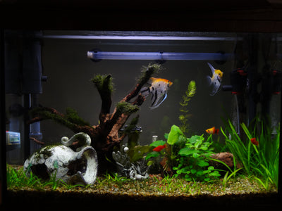 Using Bleach to Clean Aquarium