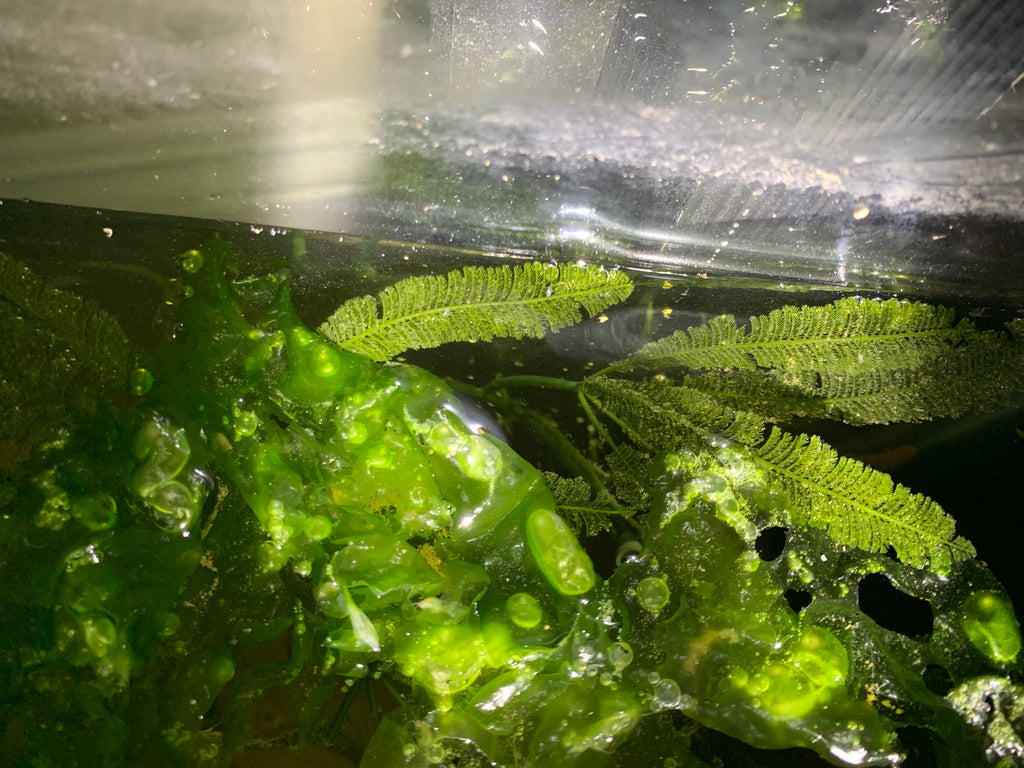 Green Hair Algae In Fish Tanks