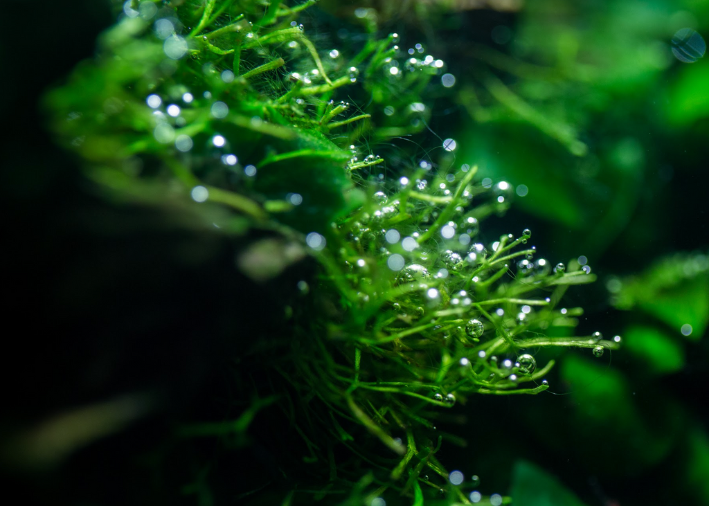 How to Achieve Pearling Plants in the Aquarium