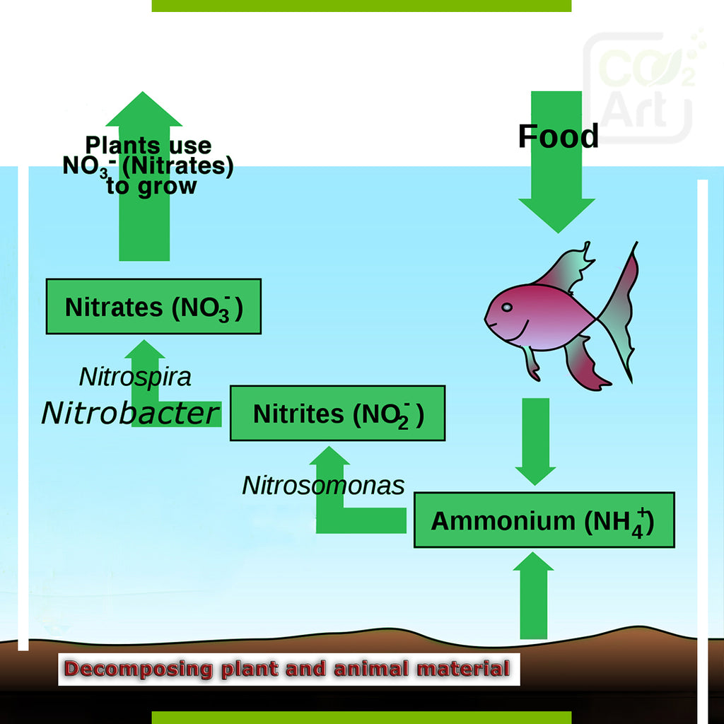 How Long Does It Take To Cycle A Tank? Aquarium nitrogen cycle